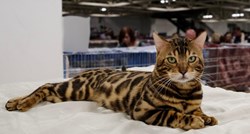 Najpopularnija mačka na svijetu bit će predstavljena sljedeći vikend u Zagrebu